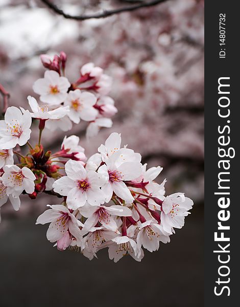 Pink cherry blossoms in full bloom - a symbol of Japan and transcience - the coming and going of things. Pink cherry blossoms in full bloom - a symbol of Japan and transcience - the coming and going of things.