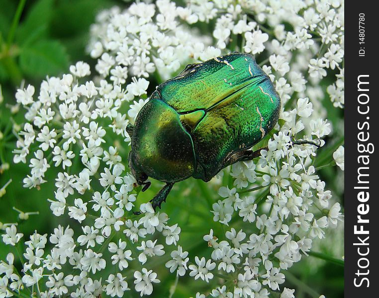 Macro a cetonia beetle on white flower