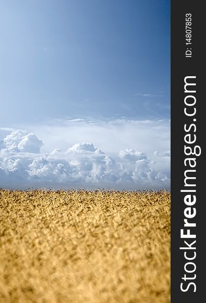 Wheat field on blue sky background with white clouds. Wheat field on blue sky background with white clouds.