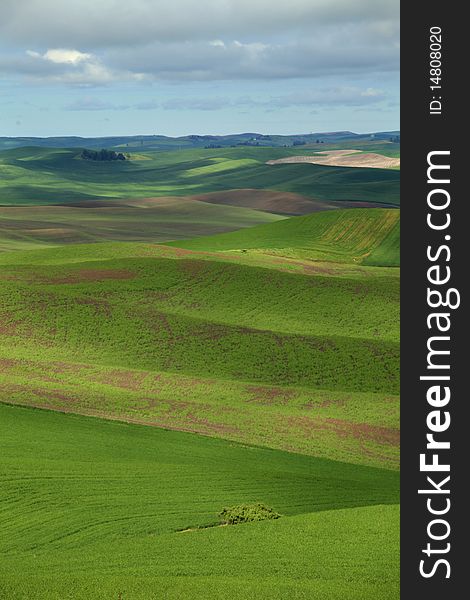 A view of the Palouse from in Colfax, WA. A view of the Palouse from in Colfax, WA