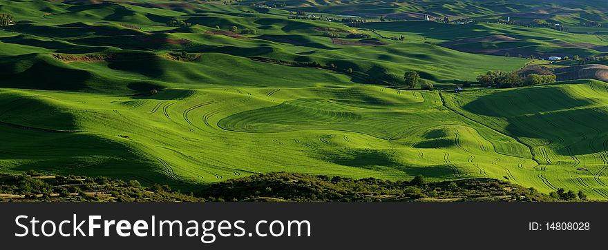 A view of the Palouse from Steptoe Butte. A view of the Palouse from Steptoe Butte