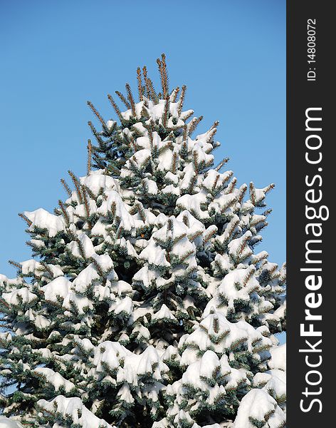 Closeup background from a fur-tree covered with snow