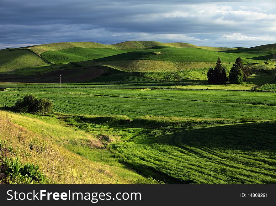 Rolling Green Wheat Fields located in the Palouse