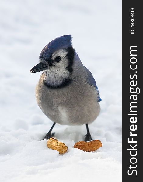 A blue jay standing on snow is keeping an eye on its lunch. A blue jay standing on snow is keeping an eye on its lunch