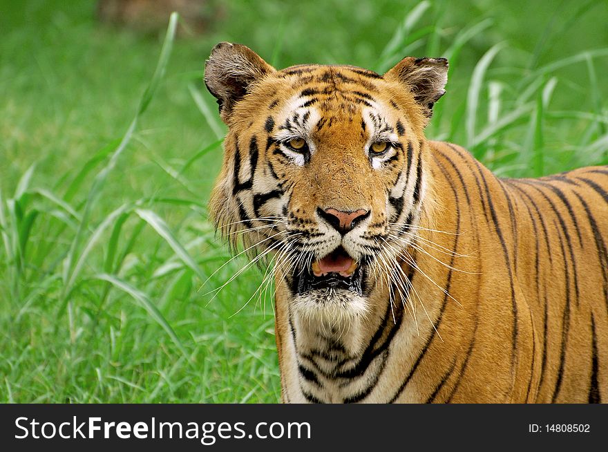 Siberian tiger closeup