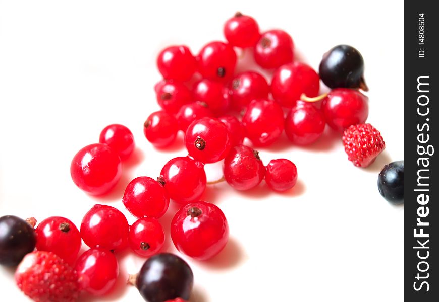 Red and black  currant on a white background. Red and black  currant on a white background