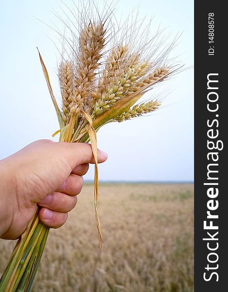 Man holding wheat in the fields