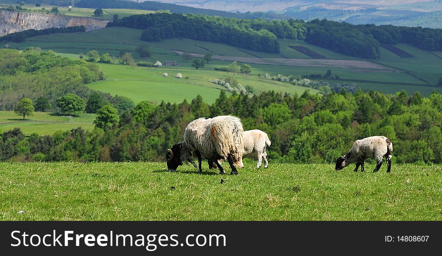 Sheep and lambs grazing on hill top landscape. Sheep and lambs grazing on hill top landscape