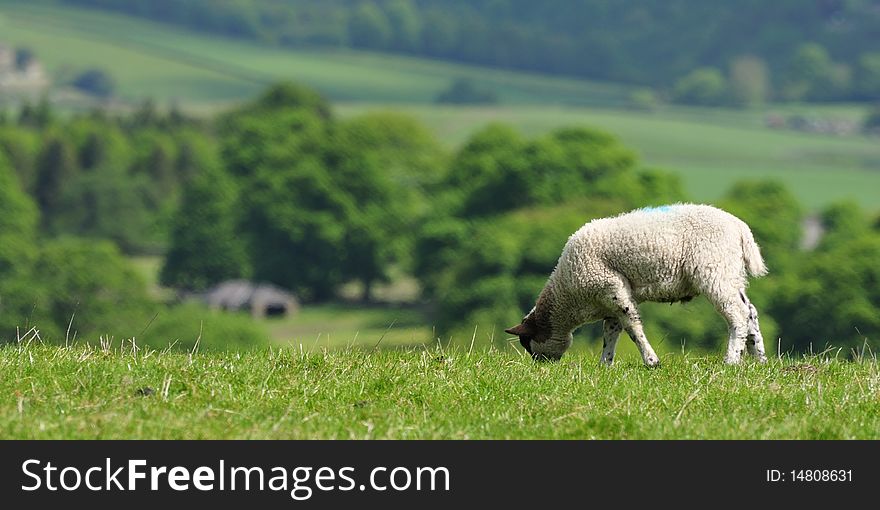 Single lambs grazing on hill top landscape. Single lambs grazing on hill top landscape