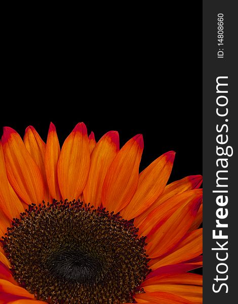 Close Up of Orange Sunflower, Isolated on Black