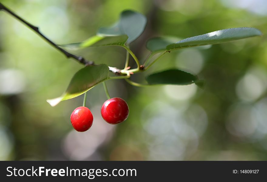 Cherries in a tree, natural environment. Cherries in a tree, natural environment