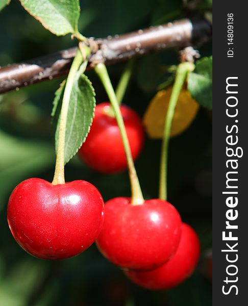 Cherries in tree, natural enviroment