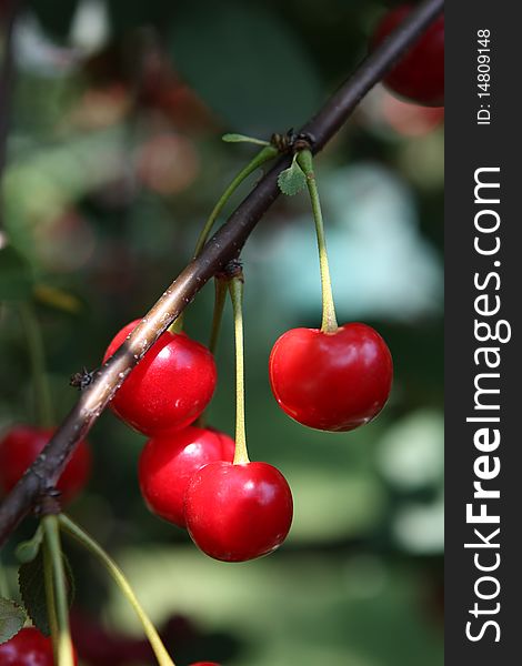 Cherries on a branch