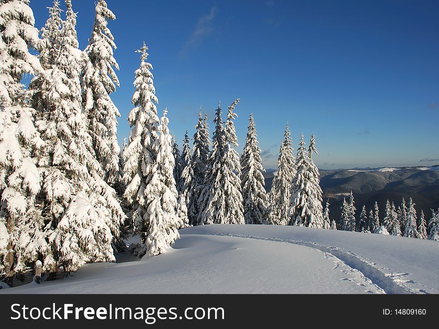 White winter fur-trees on a hillside in a landscape under the dark blue sky and a track. White winter fur-trees on a hillside in a landscape under the dark blue sky and a track.