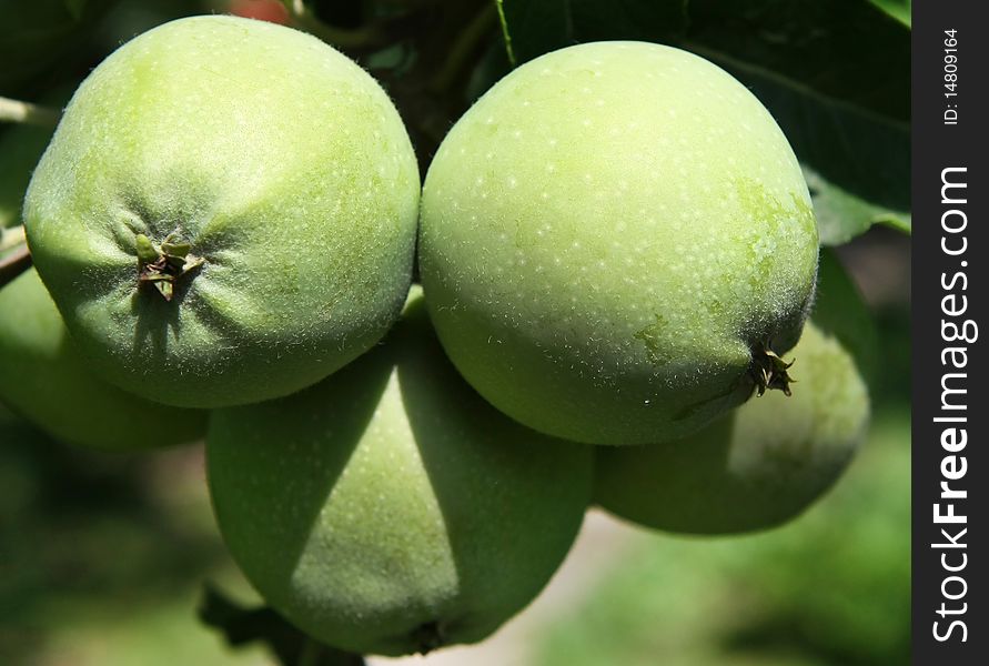 Green apples in a tree, natural environment