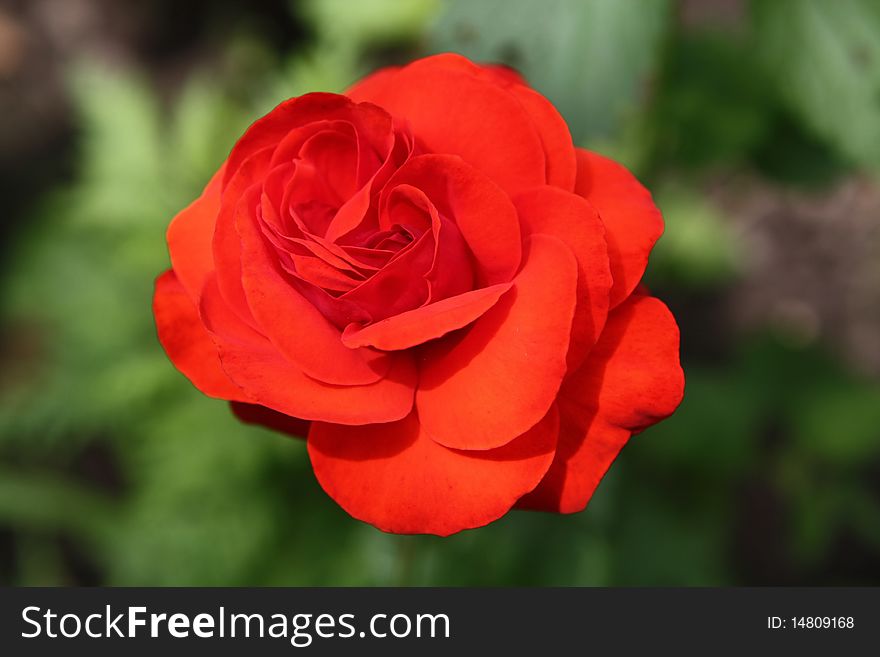 Red rose isolated on a natural environment