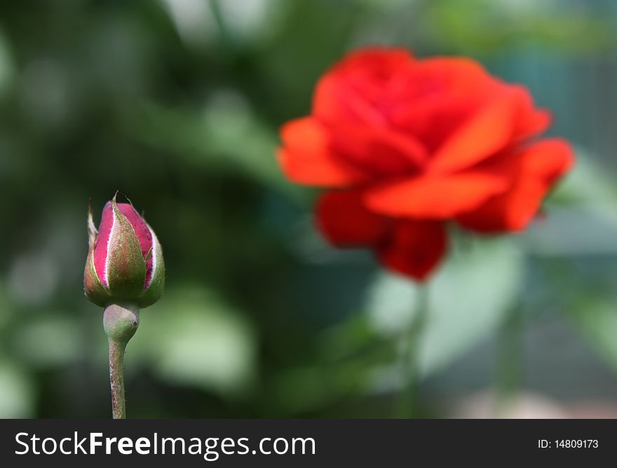 Red rose isolated on a background with another rose