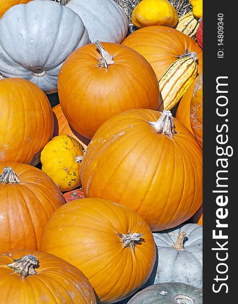 Colorful pumpkins collection on the market