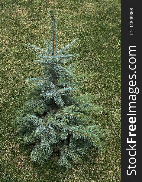 Isolated fir tree, on a grass background