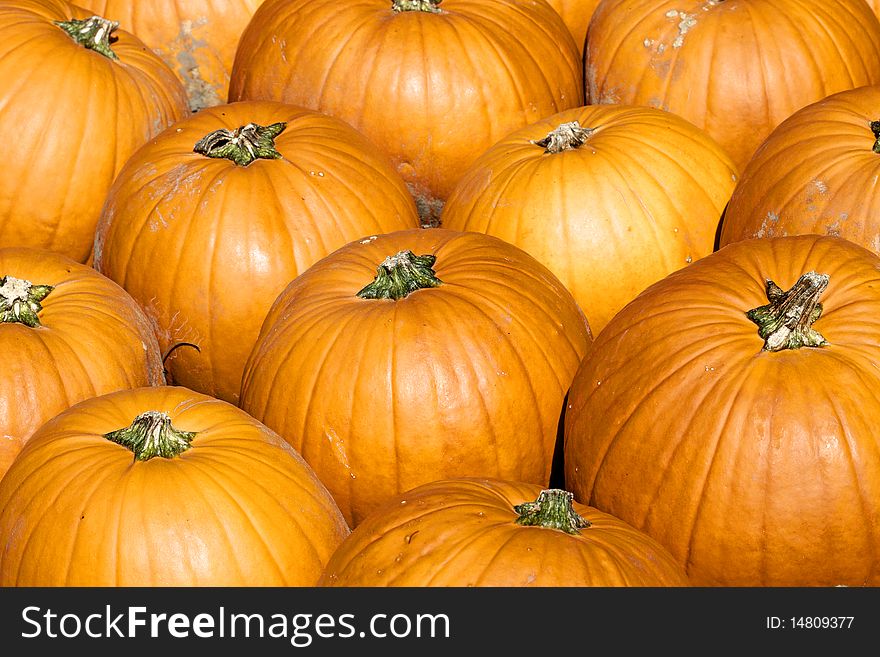 Colorful pumpkins collection on the market