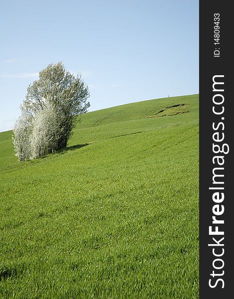 In spring a group of flowering trees stands in the landscape. In spring a group of flowering trees stands in the landscape