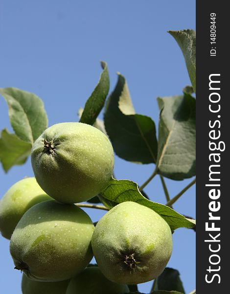 Green apples, on sky background