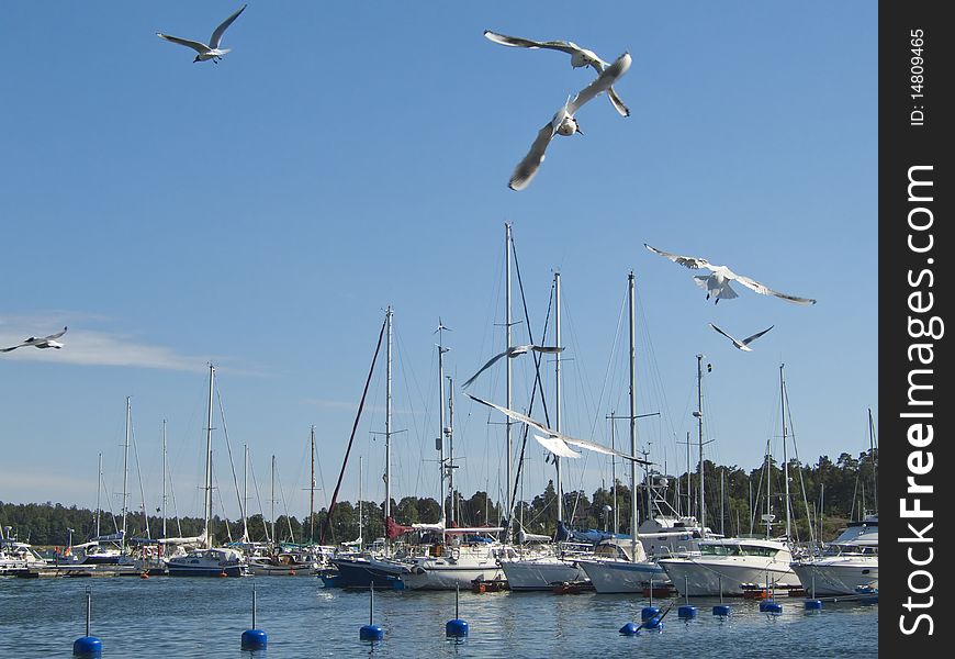 The harbor of Nynashamn in Sweden with boats moored and birds in the air