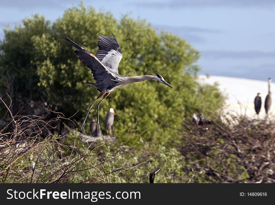 Great Blue Heron in early spring in Florida nesting in everglades, shot near Boca Raton