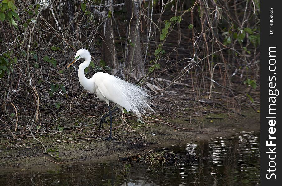 Snowy Egret in Florida in the early spring