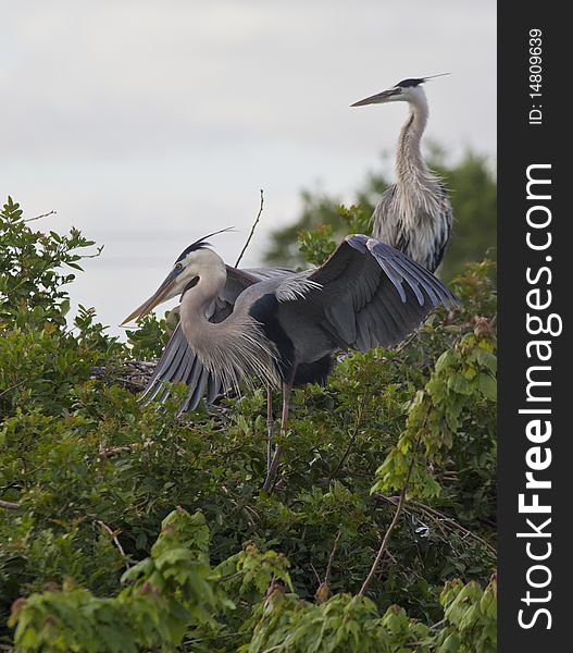 Great Blue Heron in early spring in Florida nesting in everglades, shot near Boca Raton