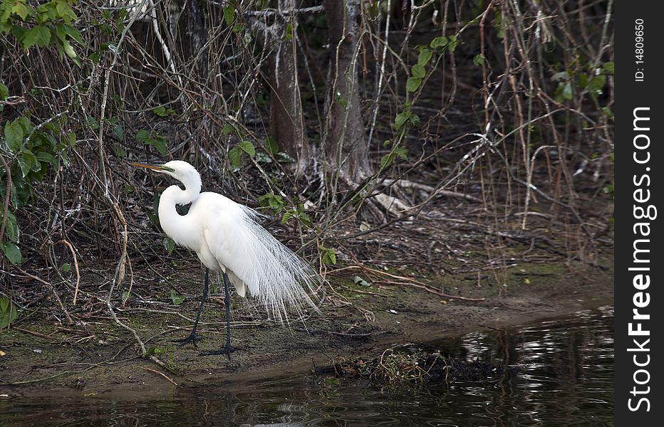 Snowy Egret in Florida in the early spring