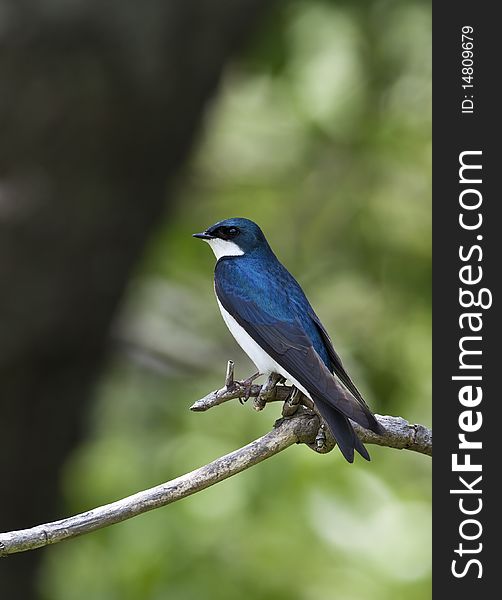 Tree Swallow, Tachycineta bicolor, perched on tree in forest