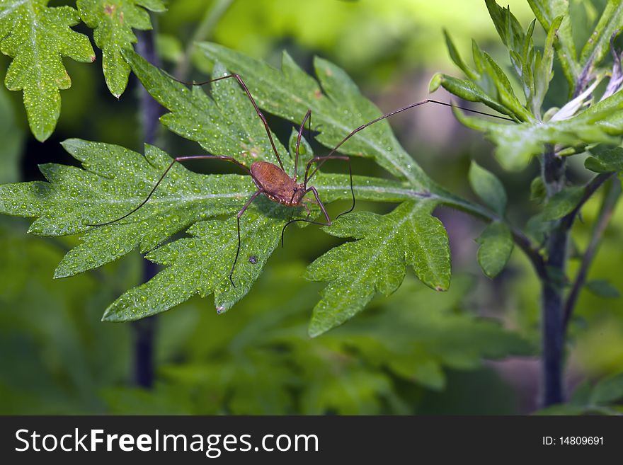 Daddy long-legs spider feeding on mayflies in spring in up state New York