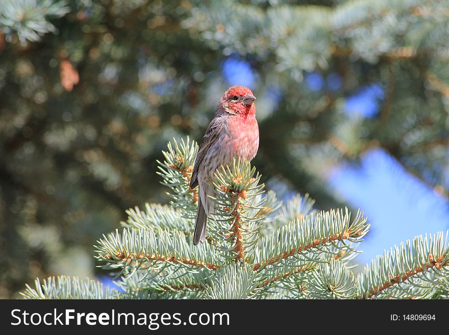 House finch on a pine tree.