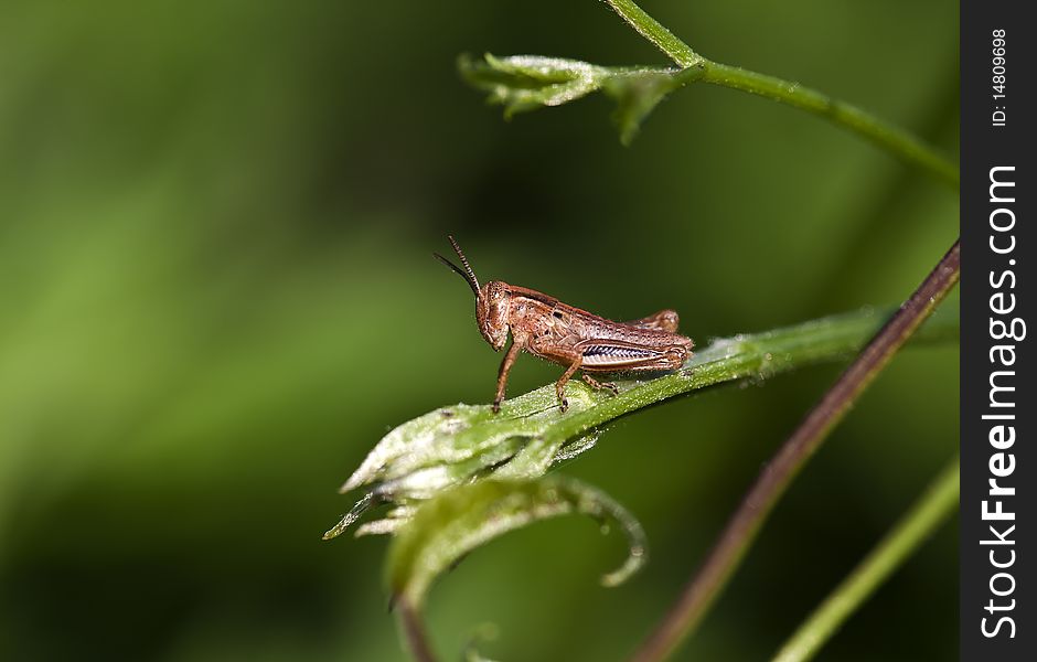 Small grasshopper resting on stalk in spring in field