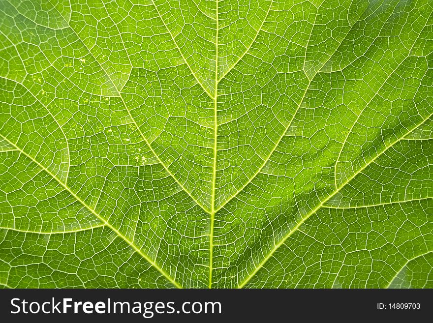 Background of green leaf macro