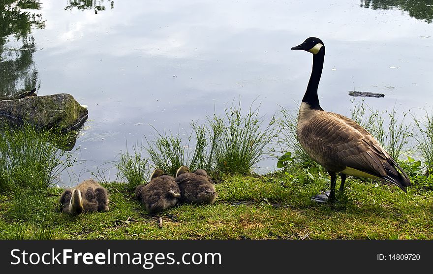 Canada Goose (Branta canadensis) with young by lake in Central Park, New York City