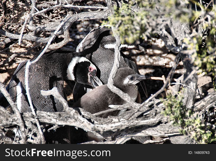 Family of penguins in the den.