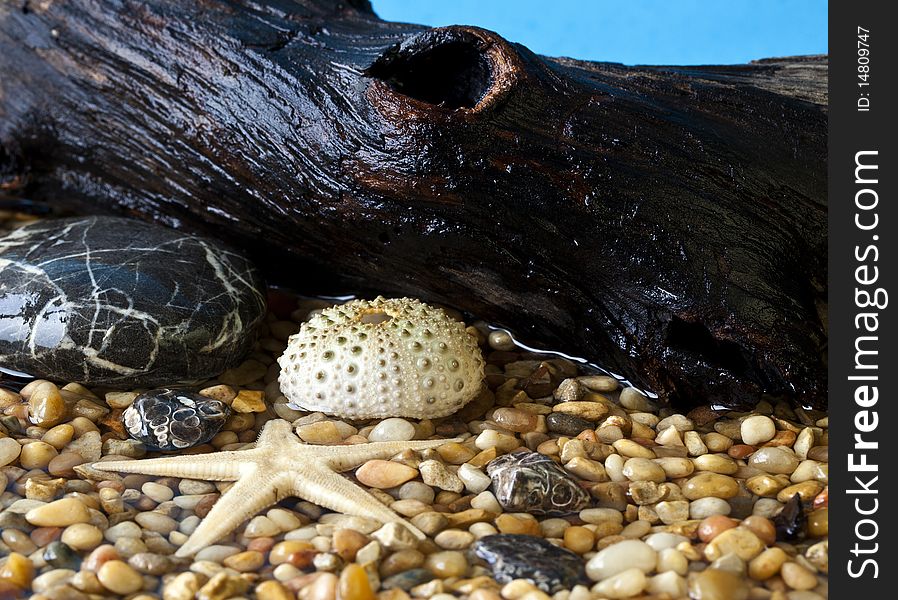 Pebble Beach scene with shells and stones with log