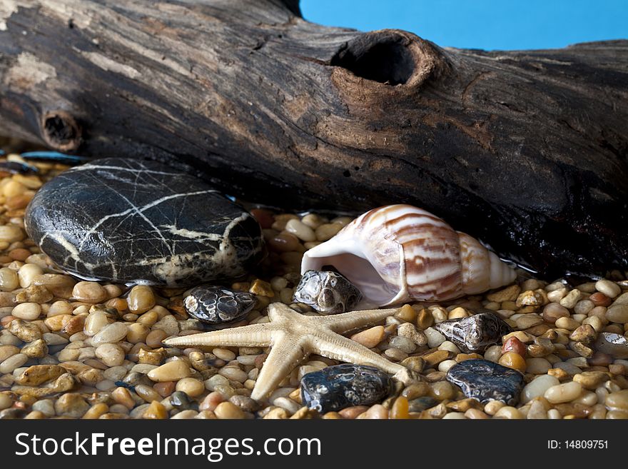 Pebble Beach scene with shells and stones with log