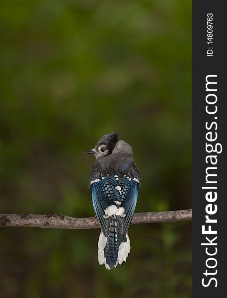 Blue Jay young bird perched on branch in central park in the early morning