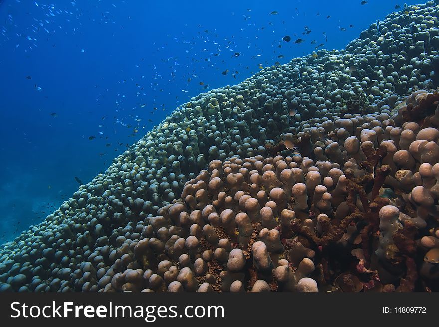 Field of finger coral in North Sulawesi Indonesia. Field of finger coral in North Sulawesi Indonesia