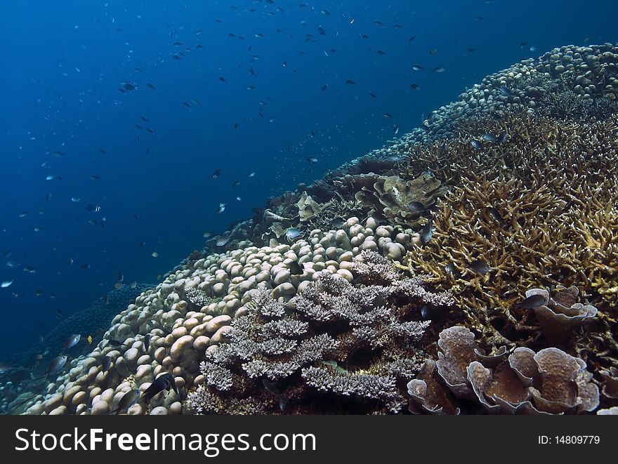 Coral reef slopping wall of coral North Sulawesi Indonesia