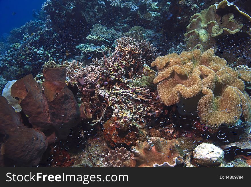 Coral reef  North Sulawesi Indonesia with sponges and soft corals