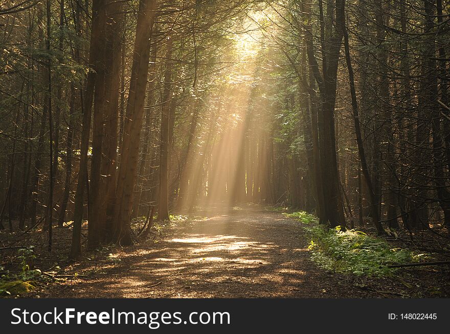 Light Beams Shining On A Forest Path In Ontario