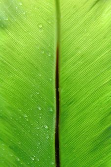 Fern Leaf Royalty Free Stock Photography
