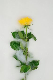 Rose In White Foam Royalty Free Stock Photo