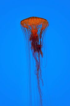 Jellyfish Royalty Free Stock Image