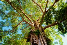 Giant Tree In The Rain Forest Stock Photos Giant Tree In The Rain Forest Stock Photos