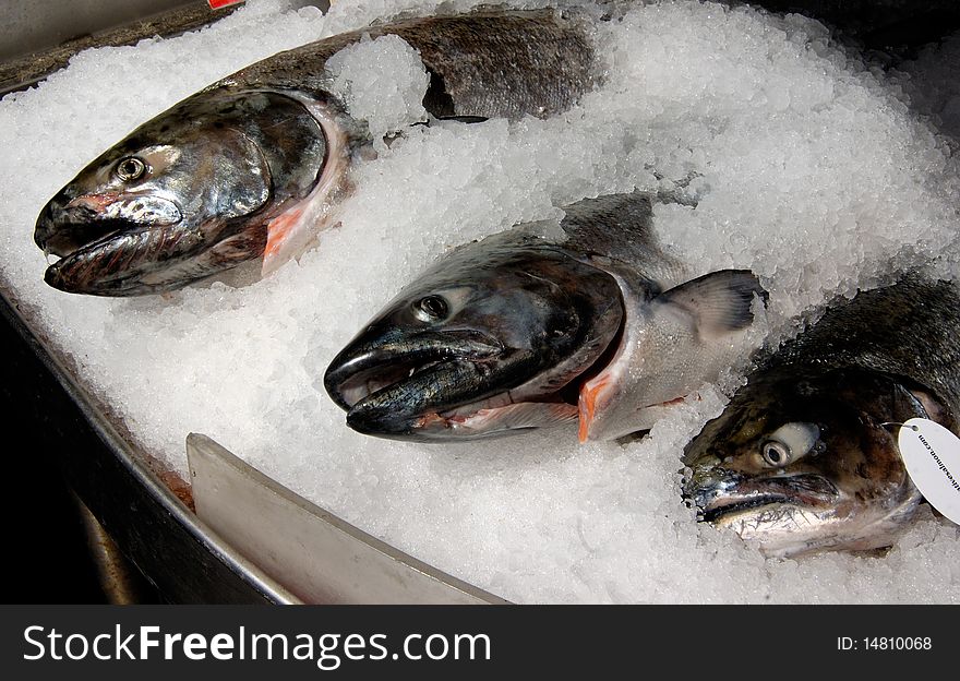 Salmons on the ice on the market